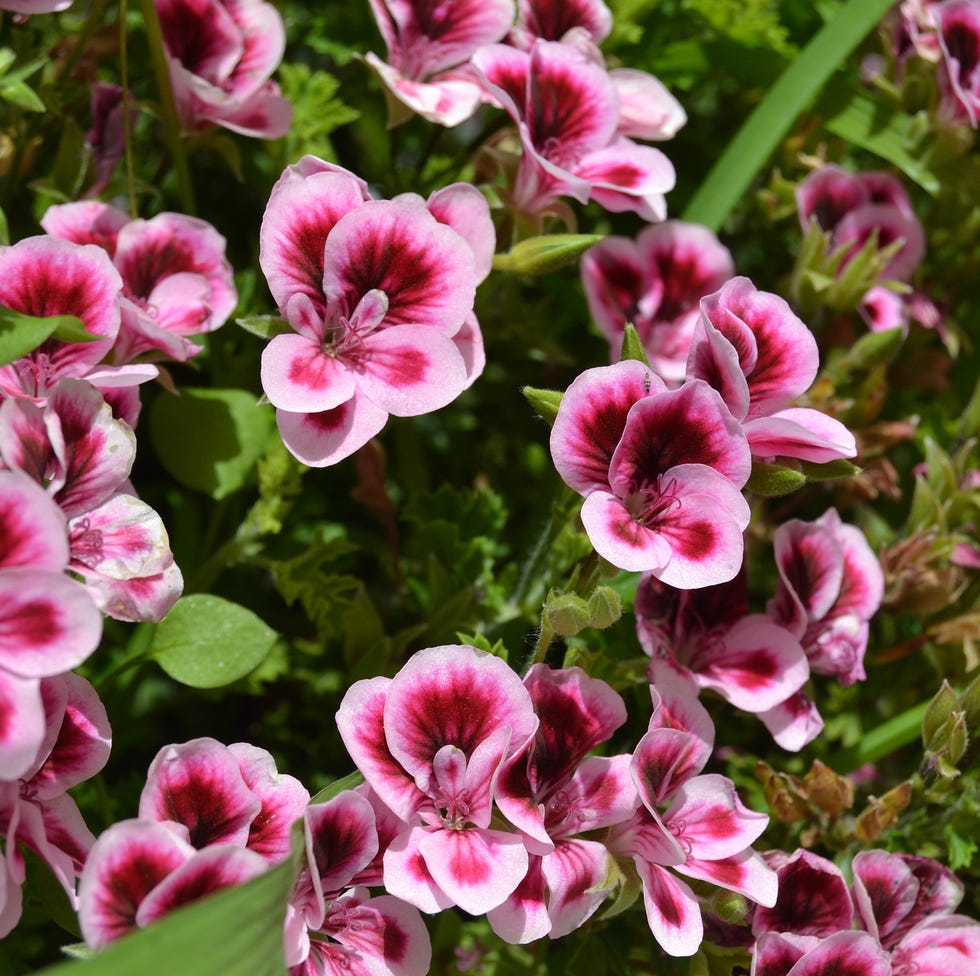planting mistakes begonias planting mistakes begonias