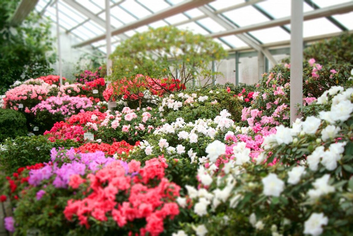 Acālijas LU Botāniskajā dārzā.