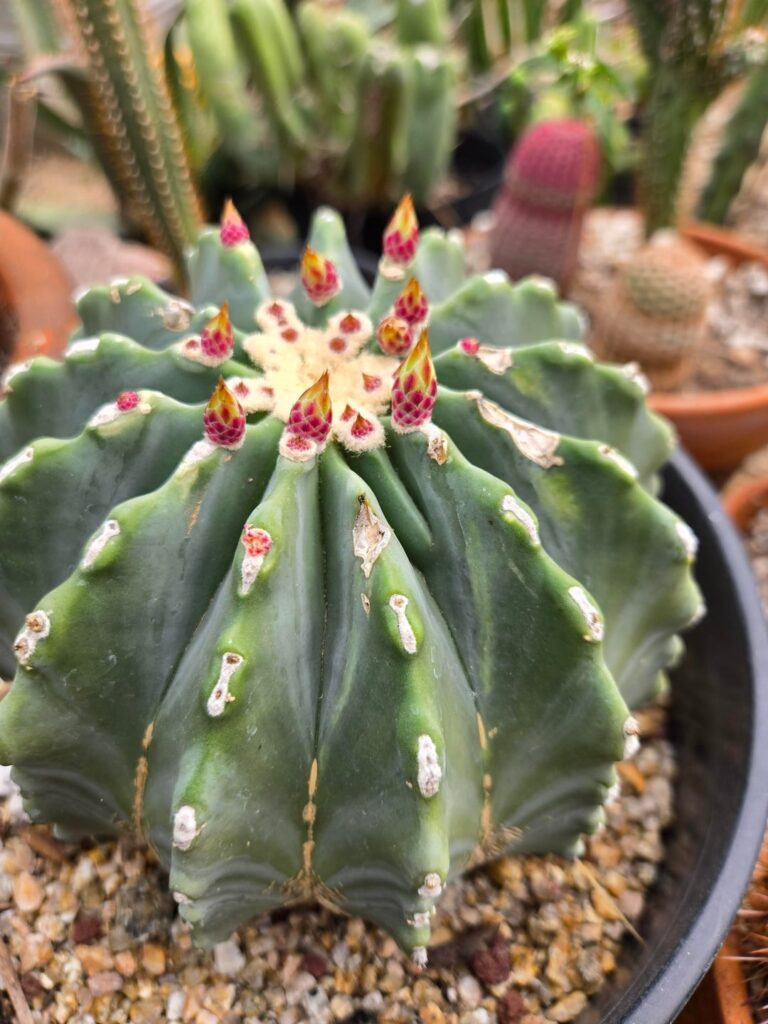 Flowering season is rapidly approaching! I can wait for all the colorful blooms.