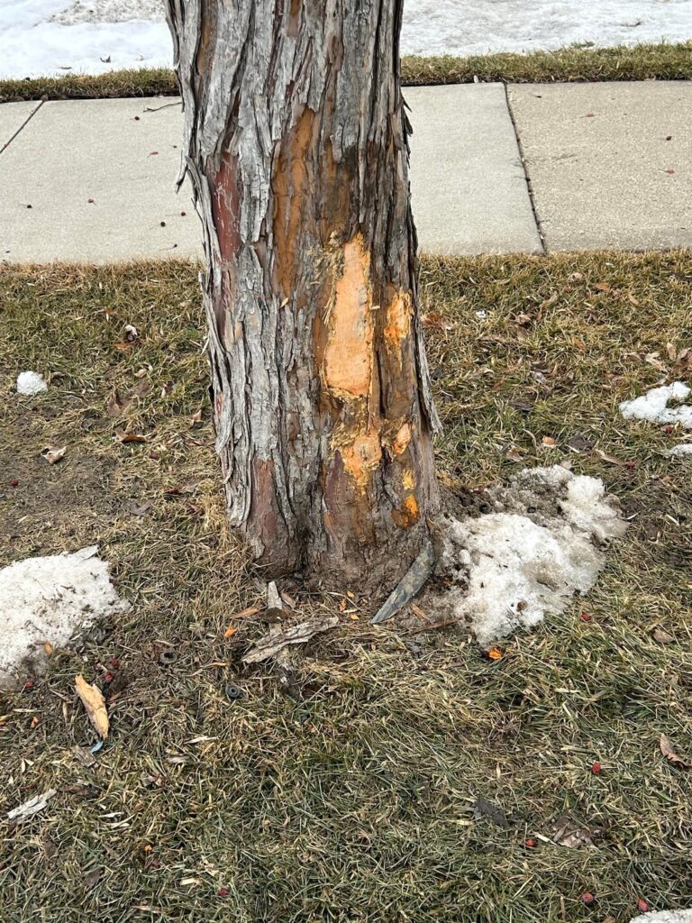 Is this tree doomed? It was side swiped by a vehicle in the middle of the night.