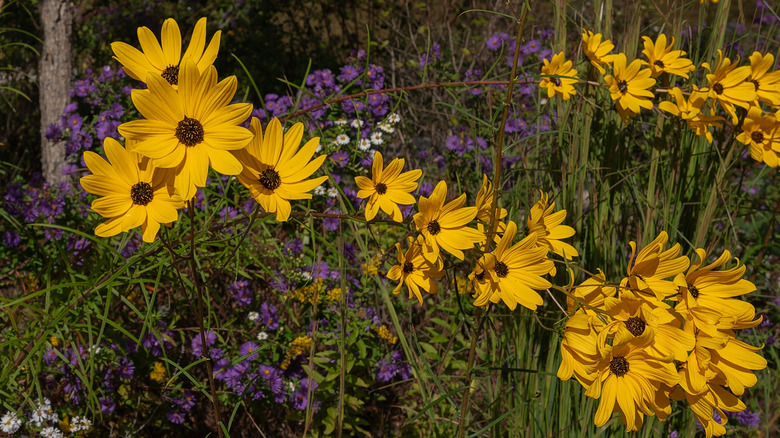 Swamp sunflowers facing the camera with other purple and yellow flowers in the background