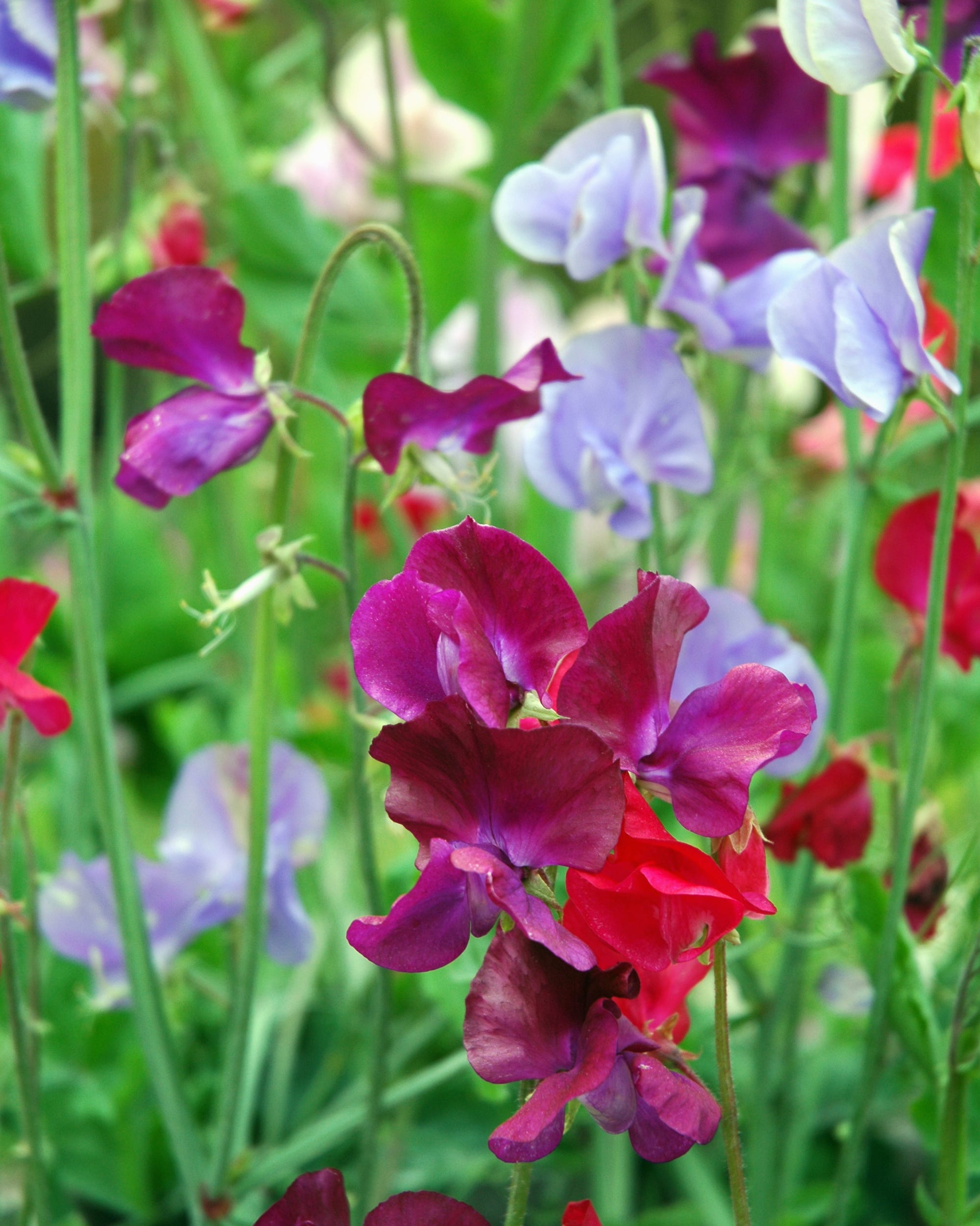 flowers to grow from seed sweet pea