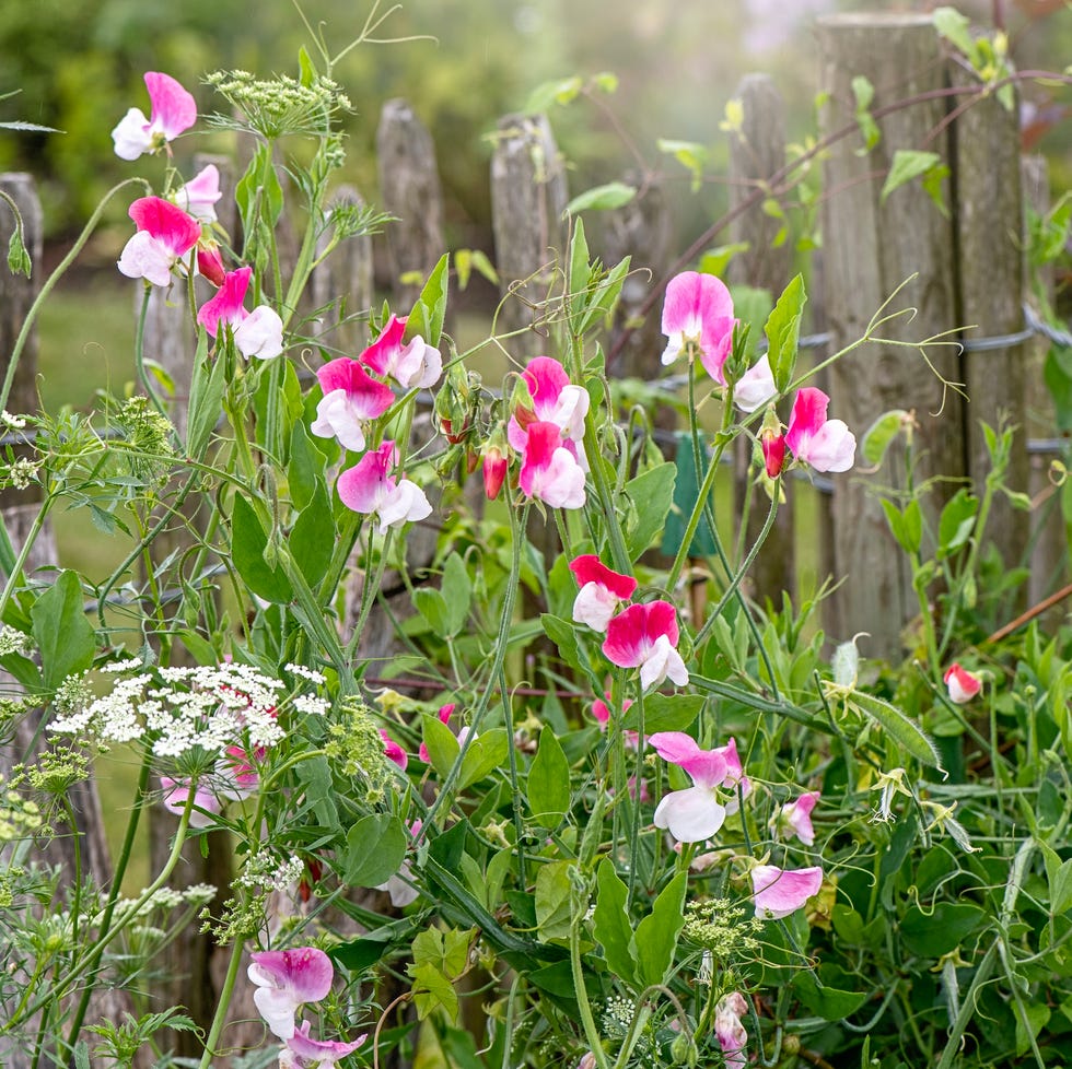 Sweet peas growing sweet peas growing