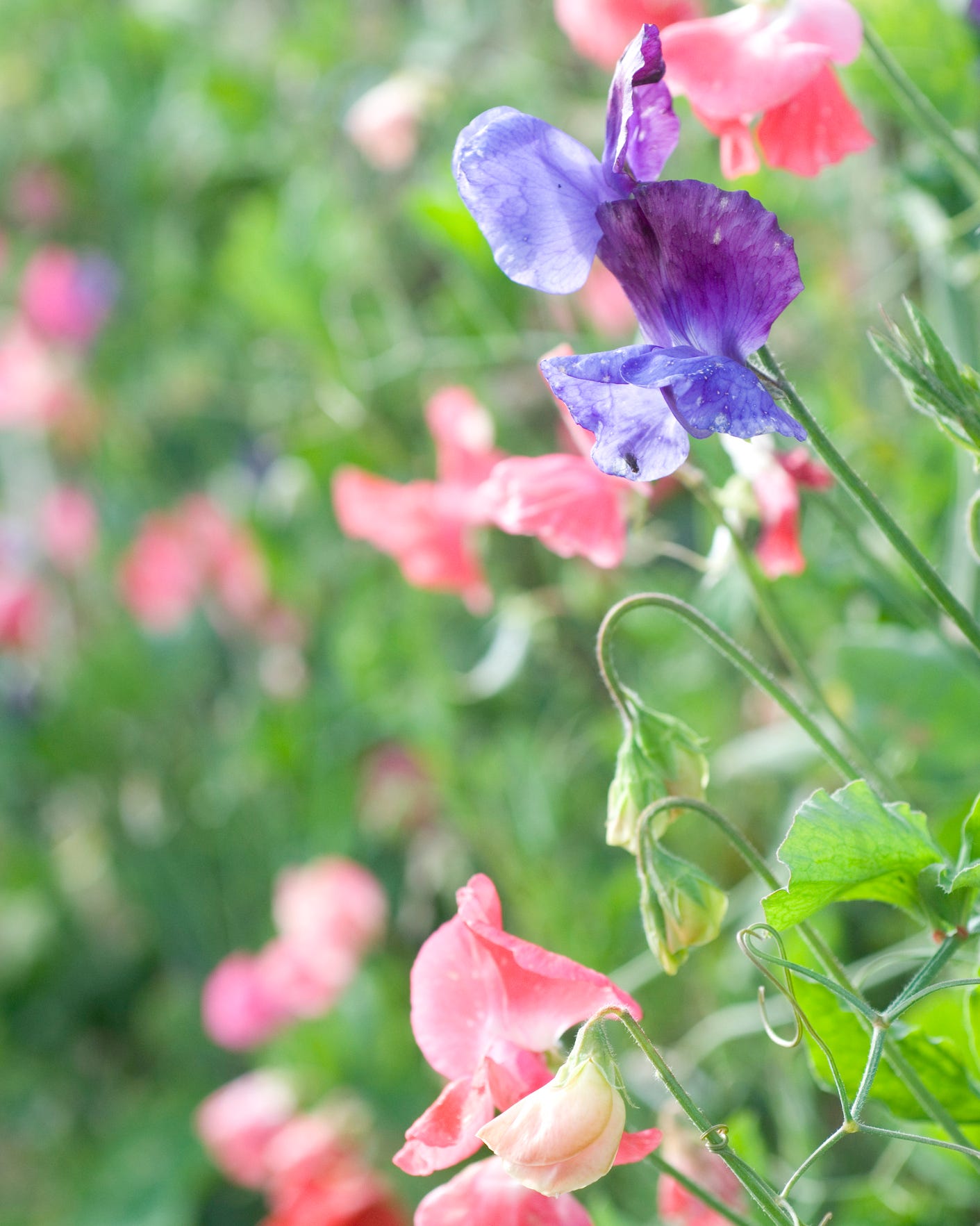 best annual flowers sweet pea