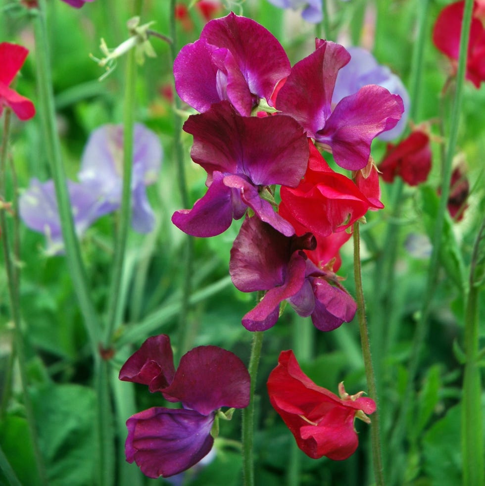 close up of multicolored blooming sweet peas. sweet pea (lathyrus odoratus) is an annual climbing plant with a wonderful fragrance.