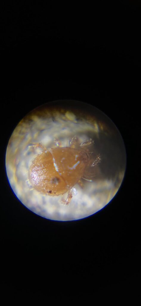Hi, I have a question considering some mites that appeared announced in my room plants. [Central Europe]