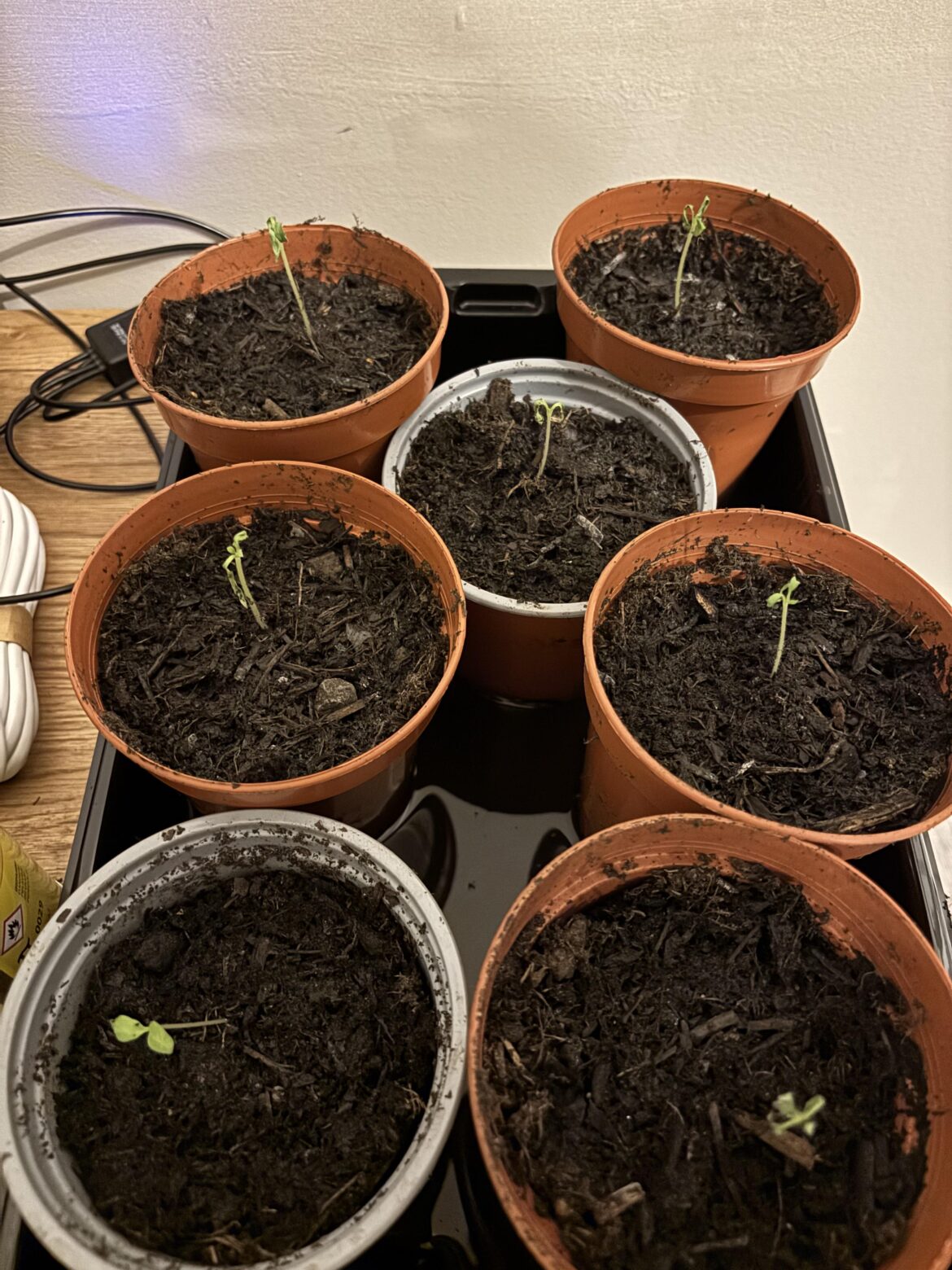 Wilting seedlings