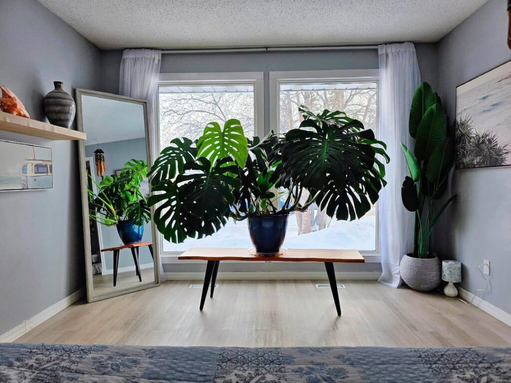 Will cutting the baby roots kill my monstera? Will cutting the baby roots kill my monstera?