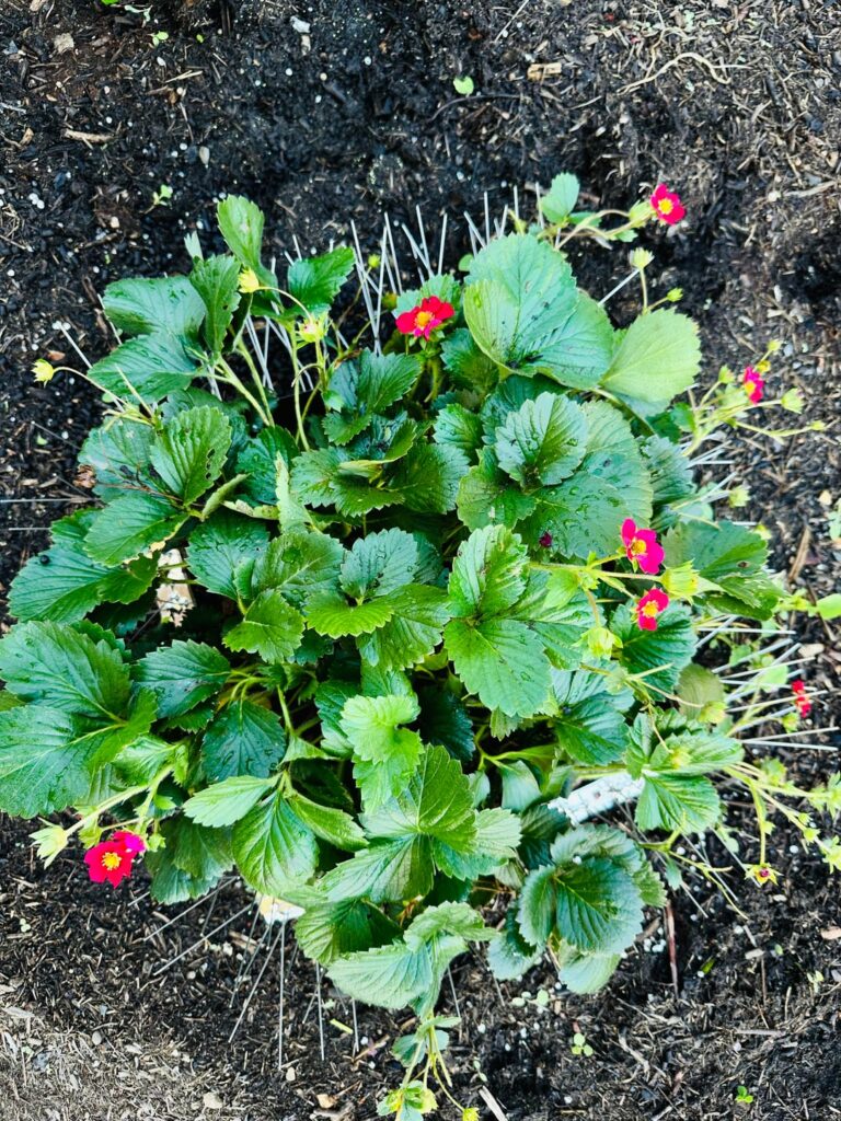 Strawberries not bearing fruits! Strawberries not bearing fruits!