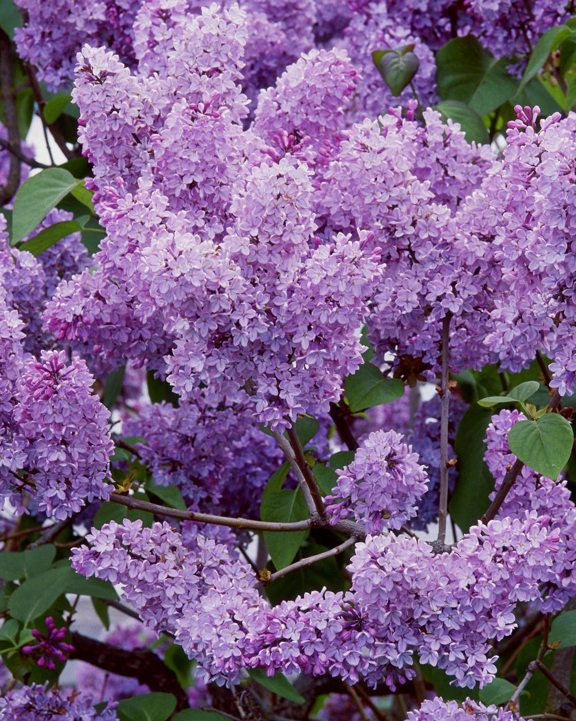 Syringa vulgaris, louis van houtte, mass of purple blossom