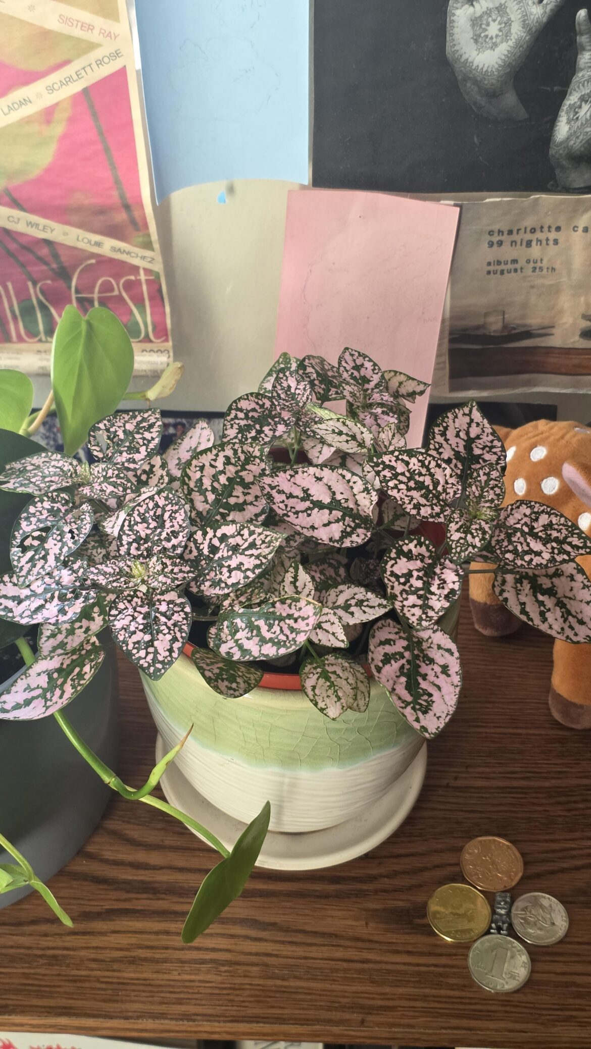 Polkadot Plant Holes