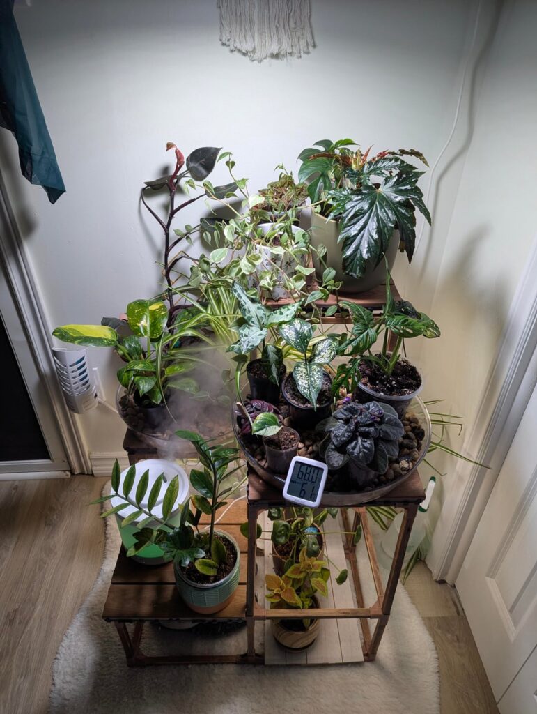 This winter has been ROUGH on my plants This winter has been ROUGH on my plants