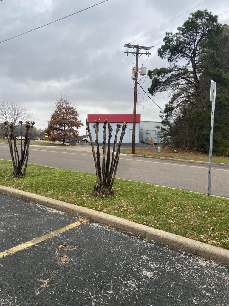 Different ways people different crepe Myrtle