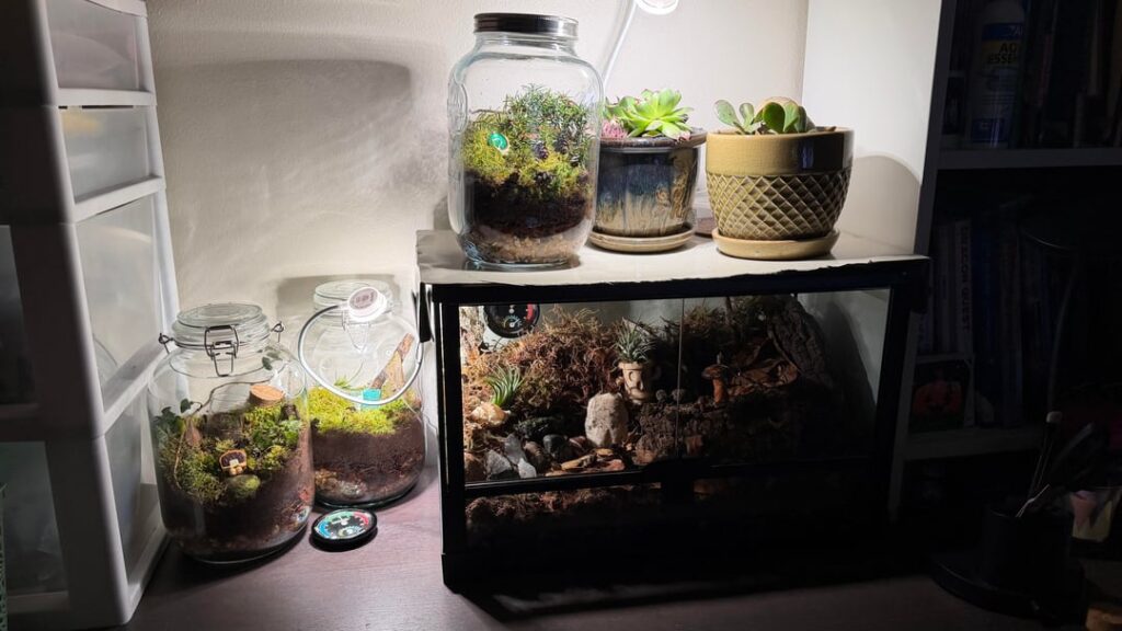 My terrariums (newbie to the hobby) My terrariums (newbie to the hobby)