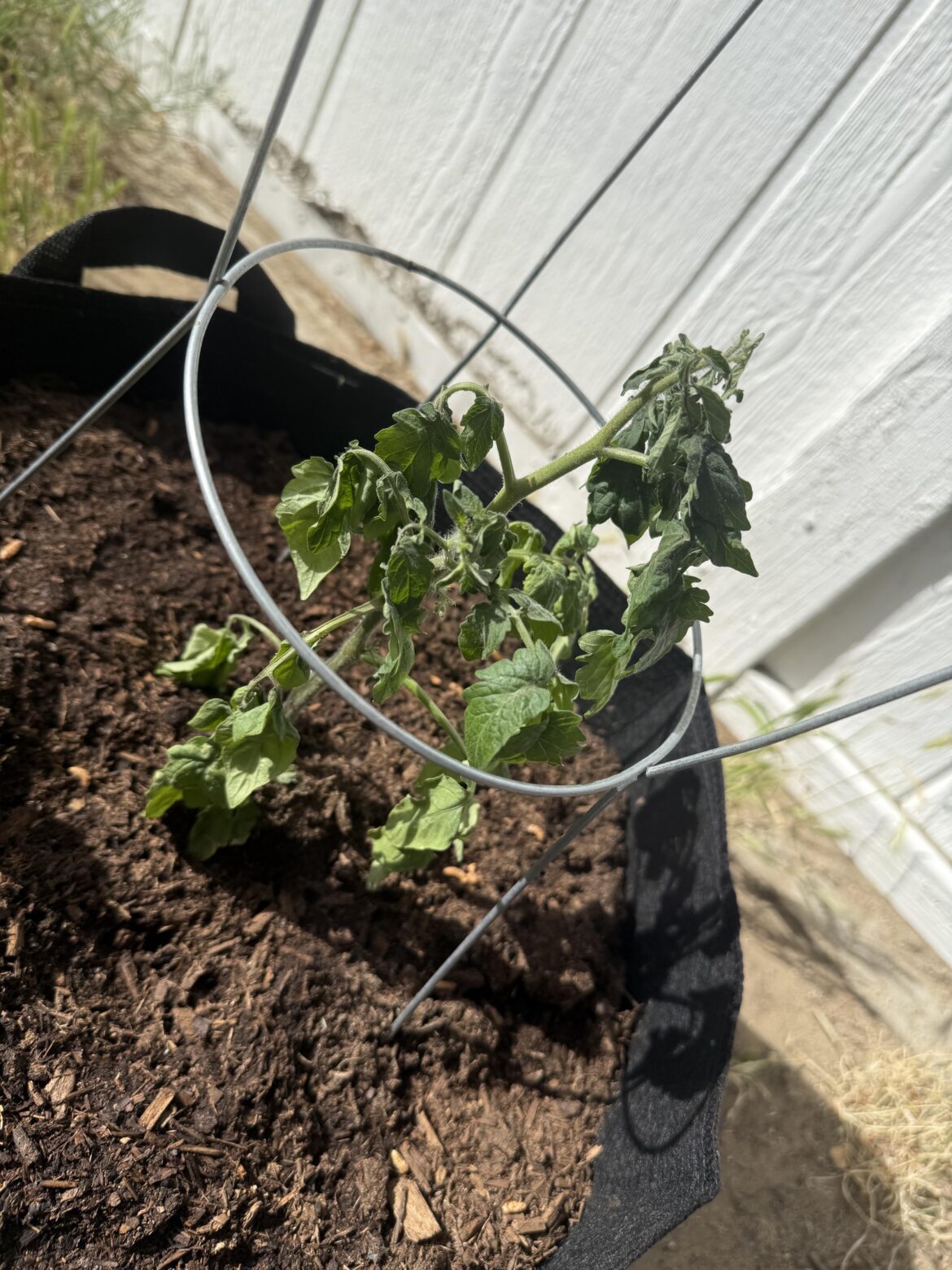 Any help? First timer here