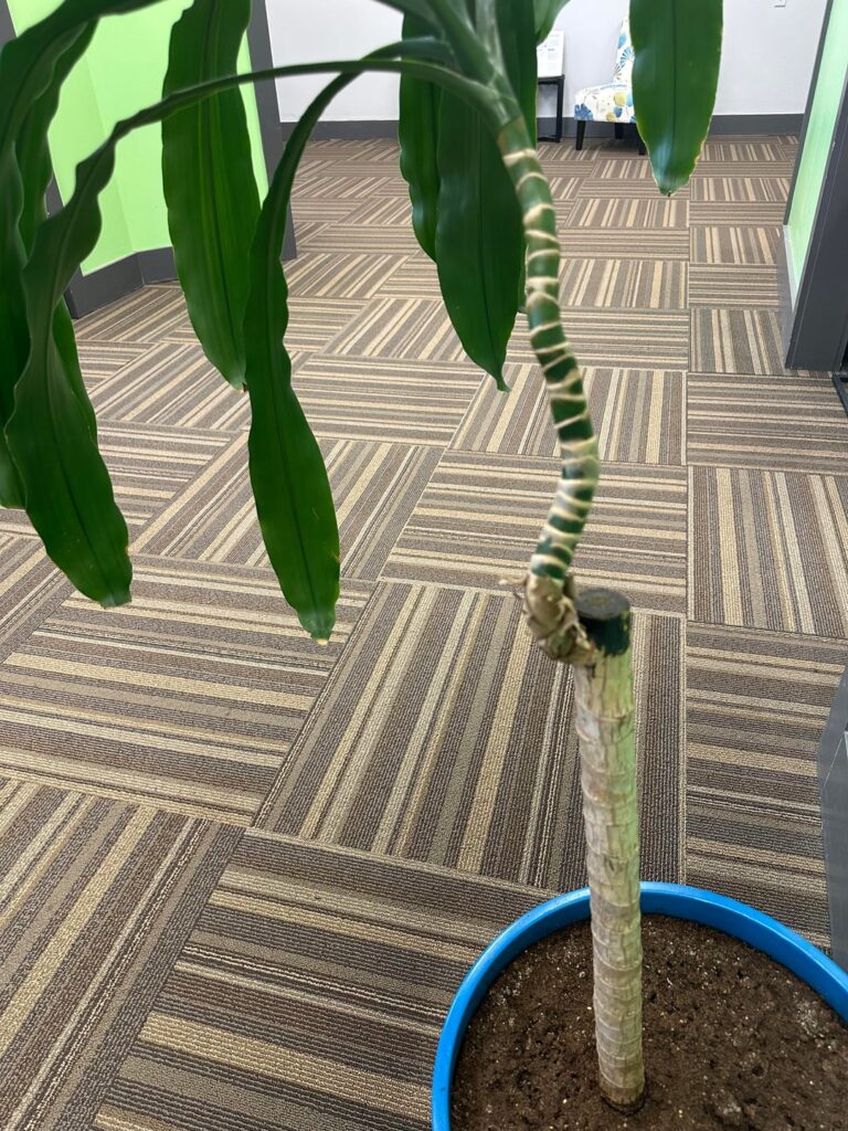 How to fix bend in my corn plant