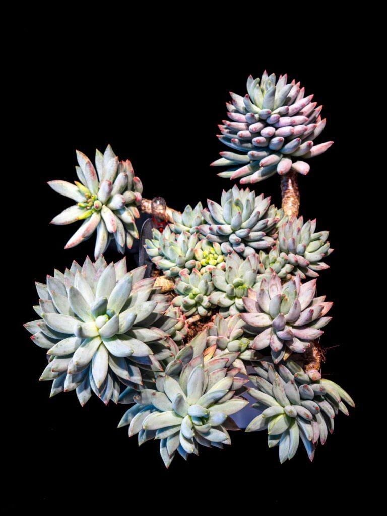 The succulent I propagated from 3 leaves a few years ago