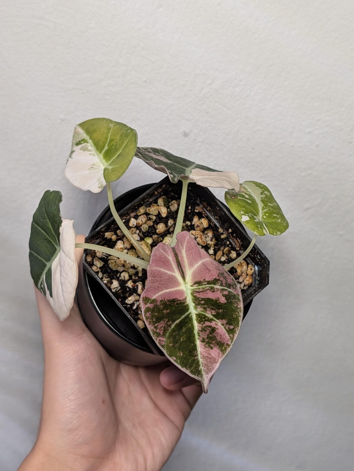 New leaf came out super pink