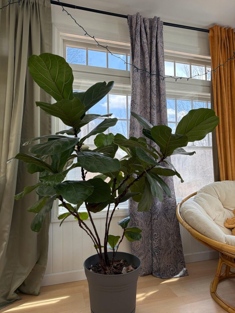 meet my flf child: how do I help her? meet my flf child: how do I help her?