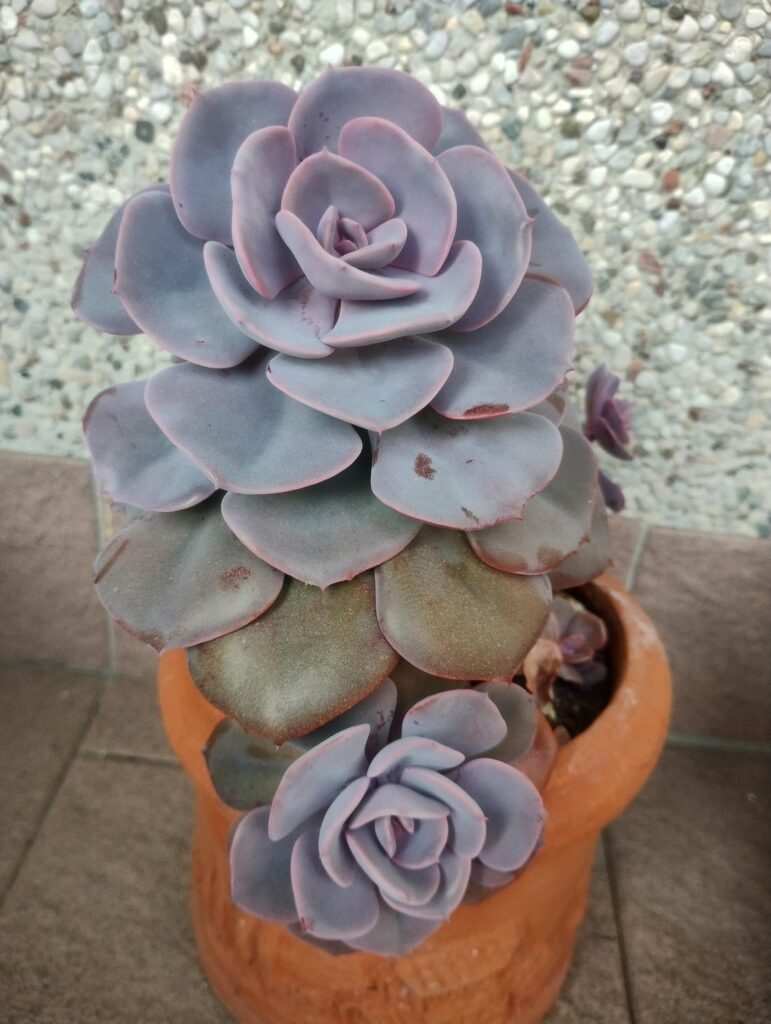 Id help