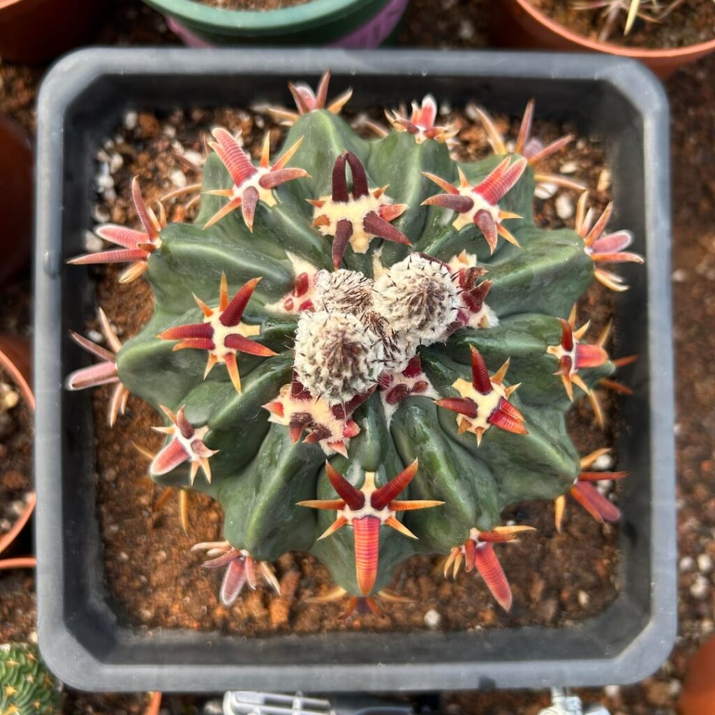 Echinocactus texensis