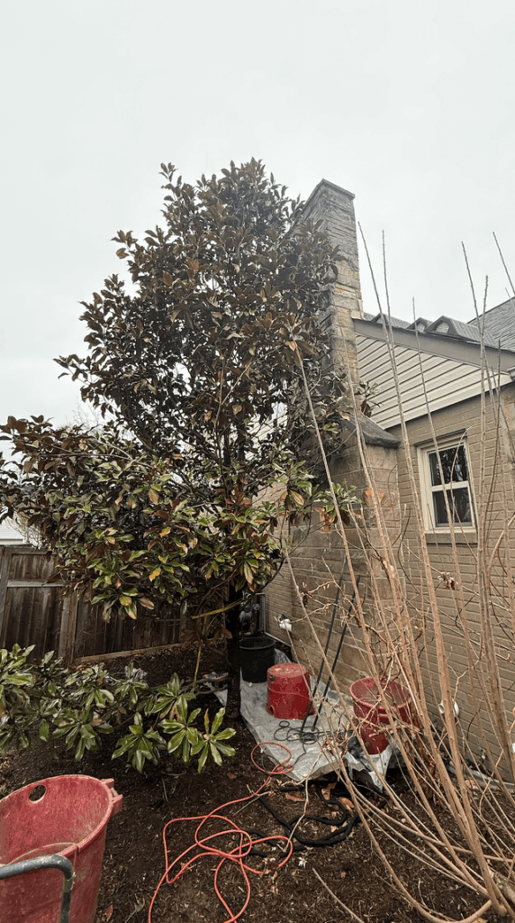 Will our Brackens Brown Souther Magnolia tree survive and recover from an aggressive pruning scalping on one side? Our mason says we need to cut it down to repair the chimney, I'd like to prune it aggressively instead