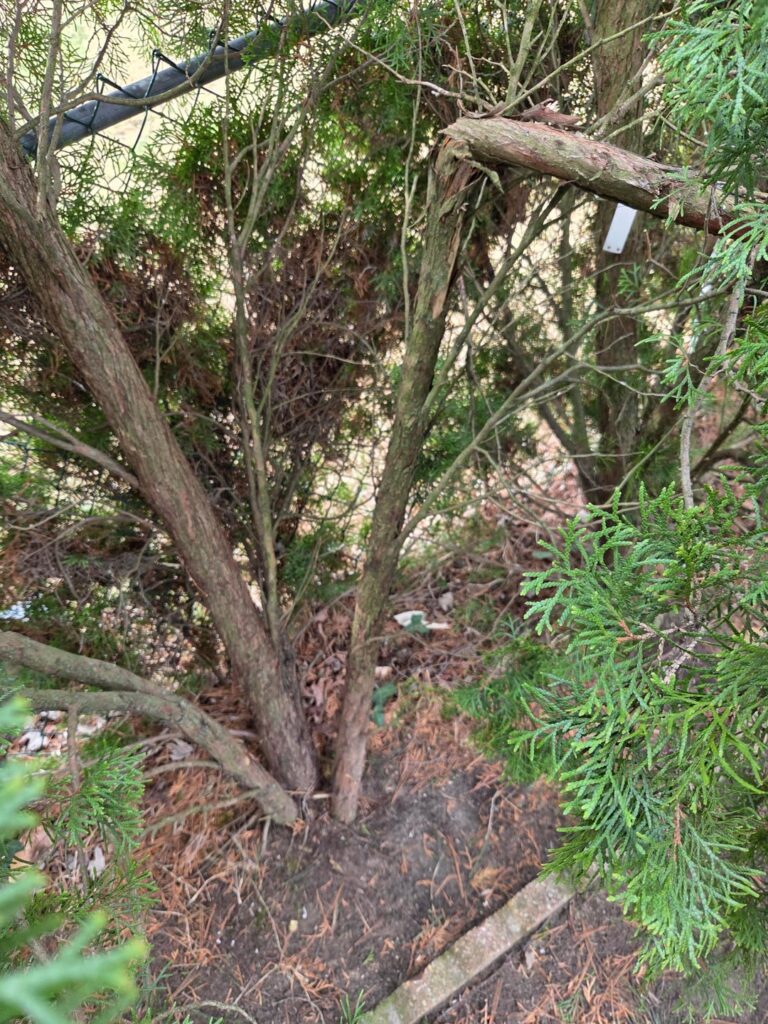 Where do i cut this?