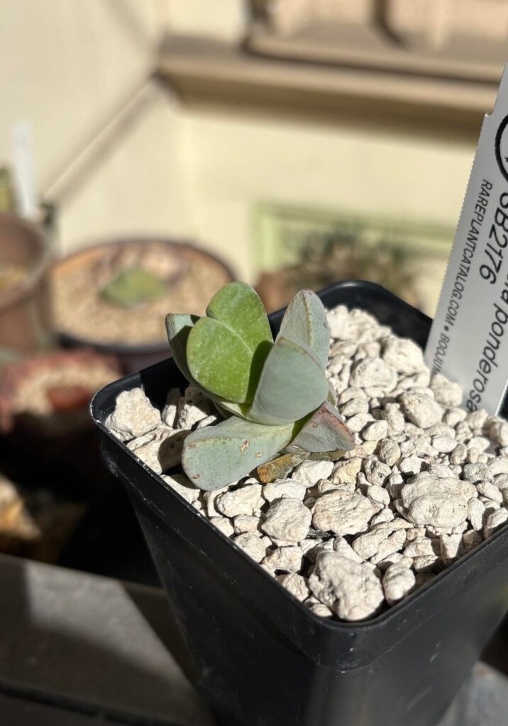 A couple new additions - Namibia ponderosa and Cheiridopsis peculiaris