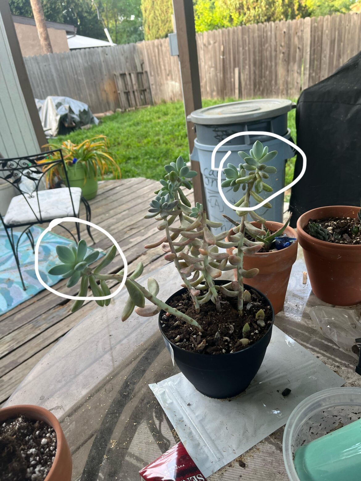 IDK WHAT TO DO! IDK WHAT TO DO!