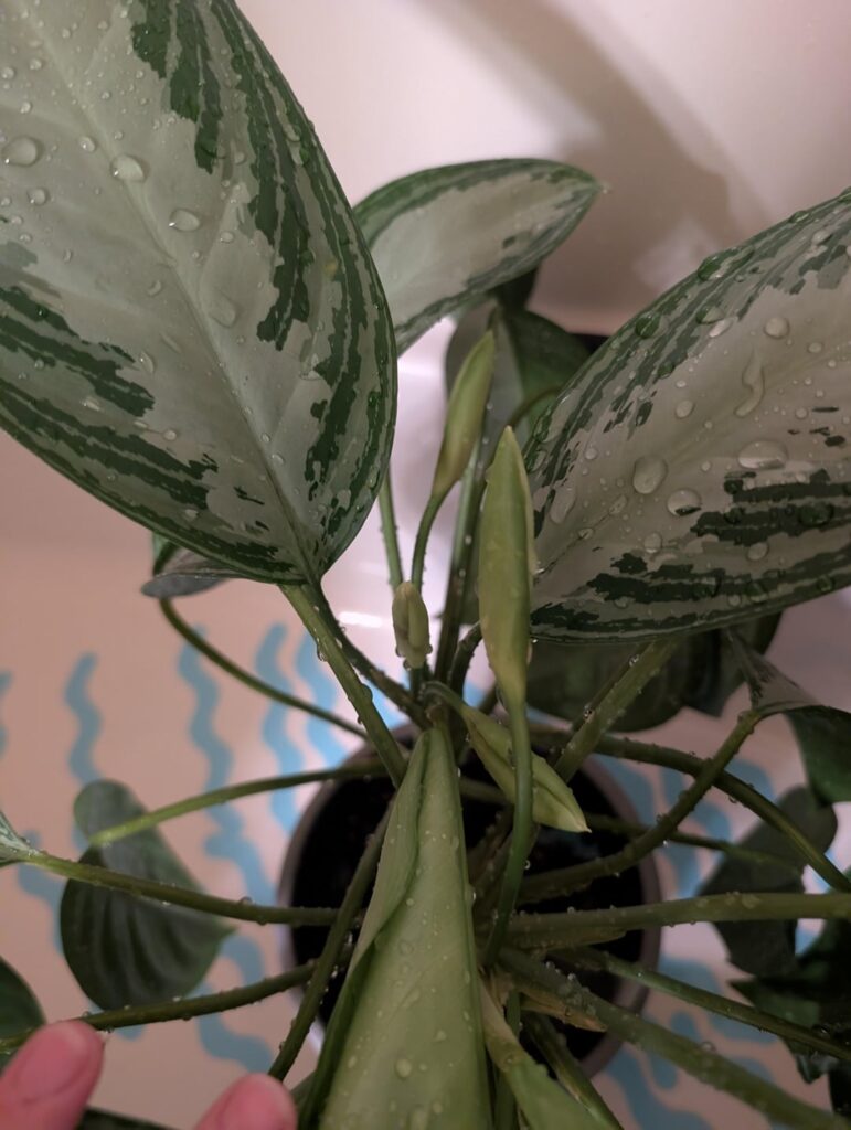 My Aglaonema has been blooming for months My Aglaonema has been blooming for months