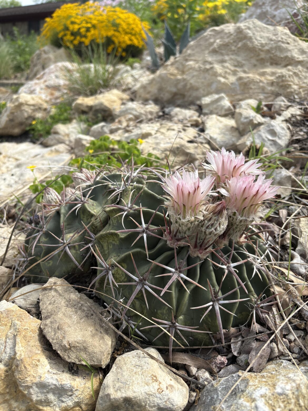 Echinocactus Texensis, Horse Crippler, in native crevice garden