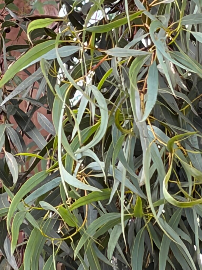 What kind of gum tree is this?