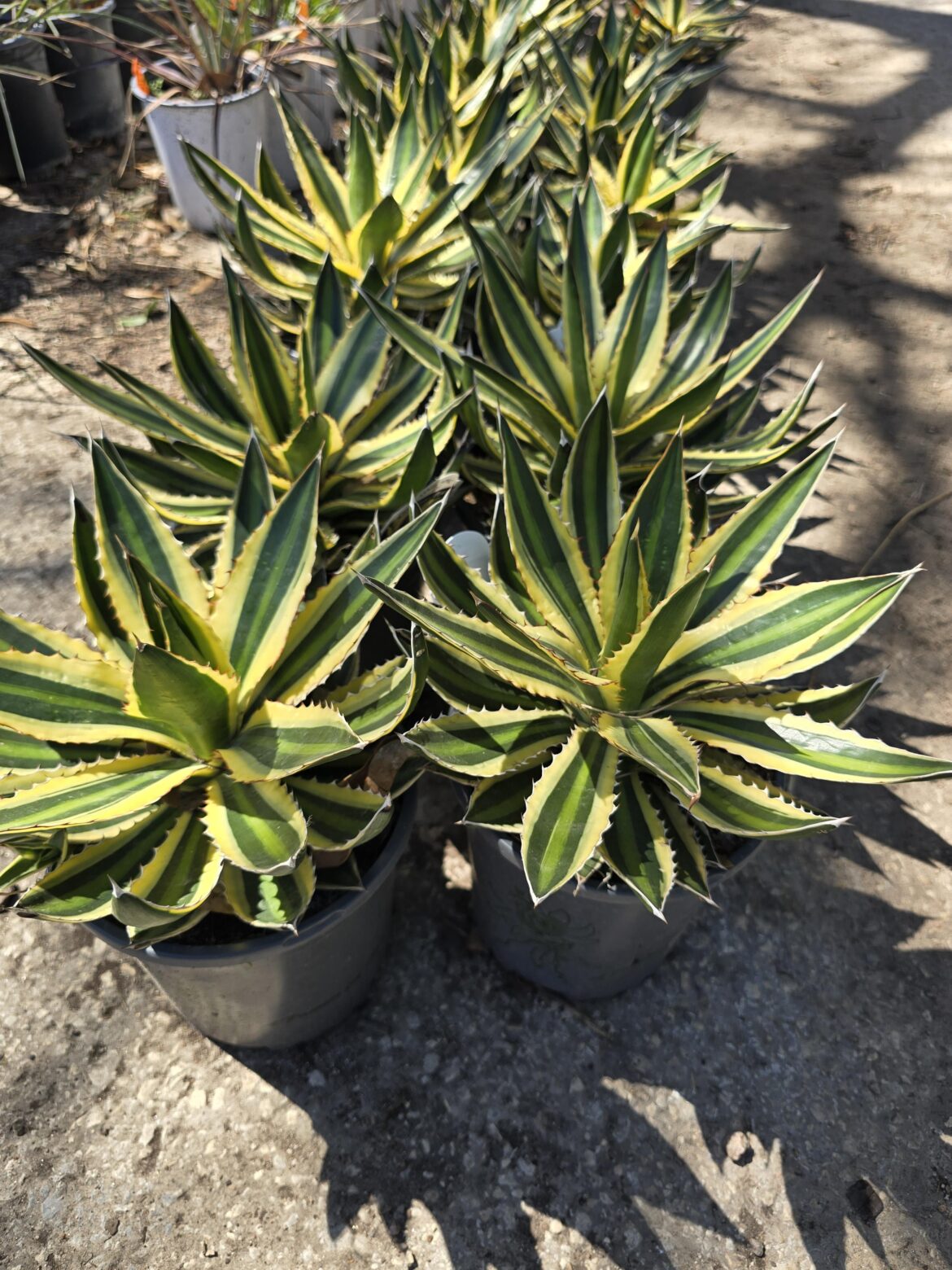 quadricolor agave