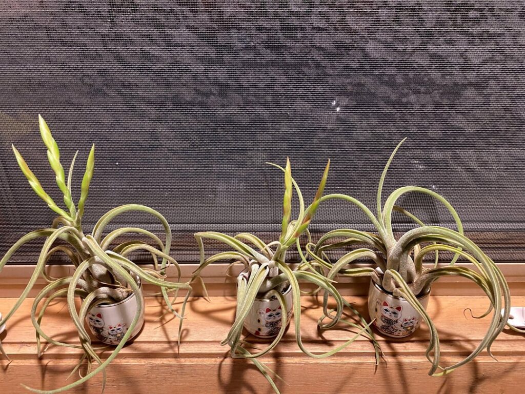 T caput-medusae Bloom Cycle weekly update 3-16-26