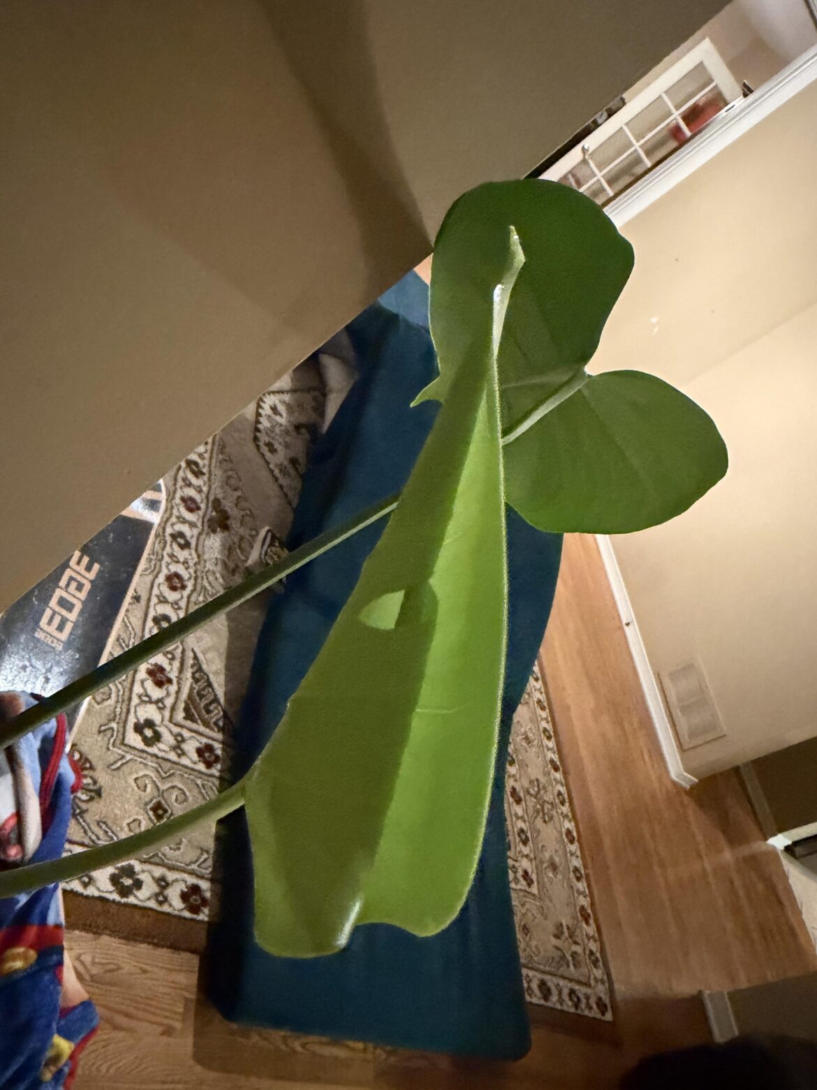 Excuse me, is that a fenestration on my new leaf?