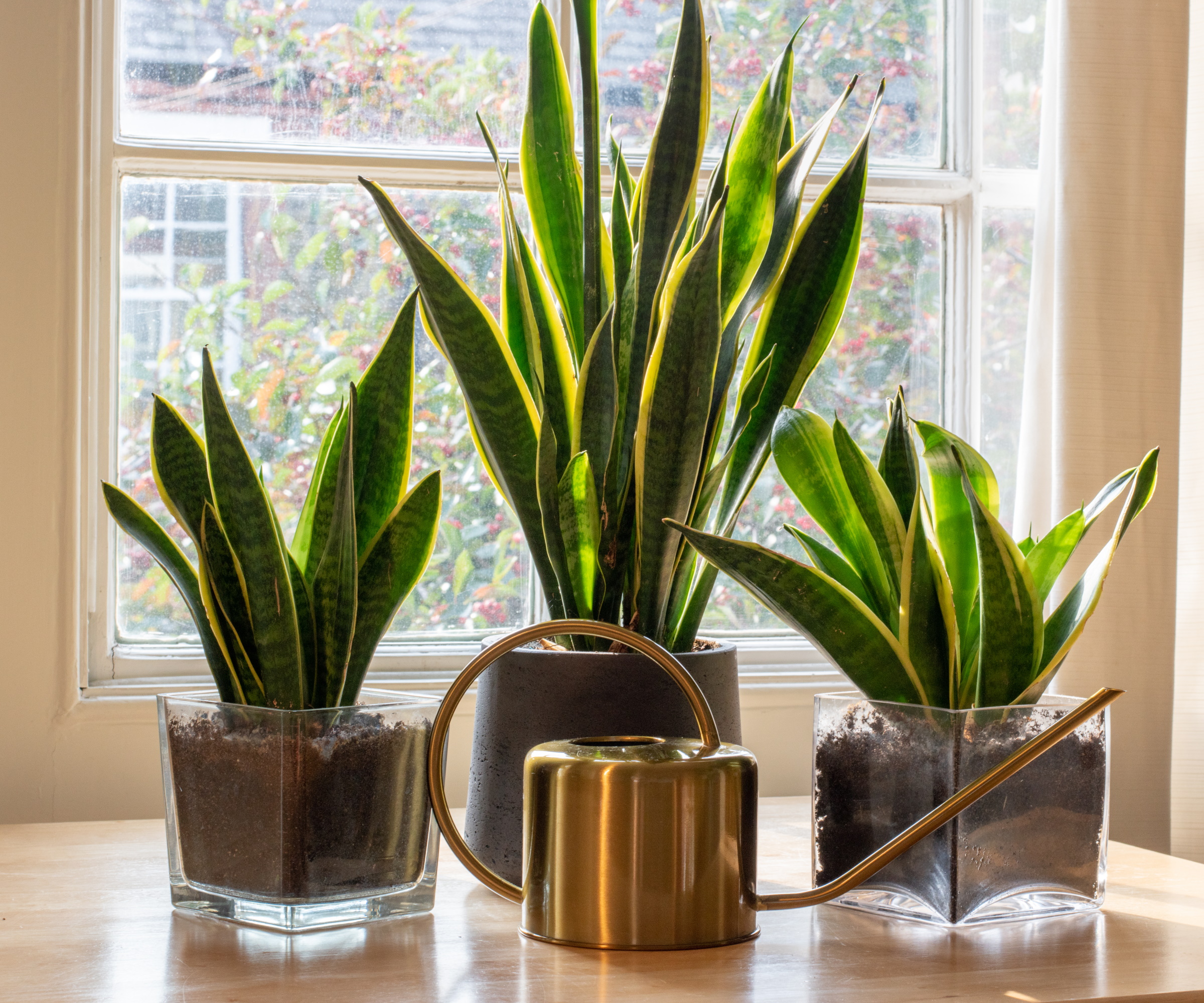 Snake plant