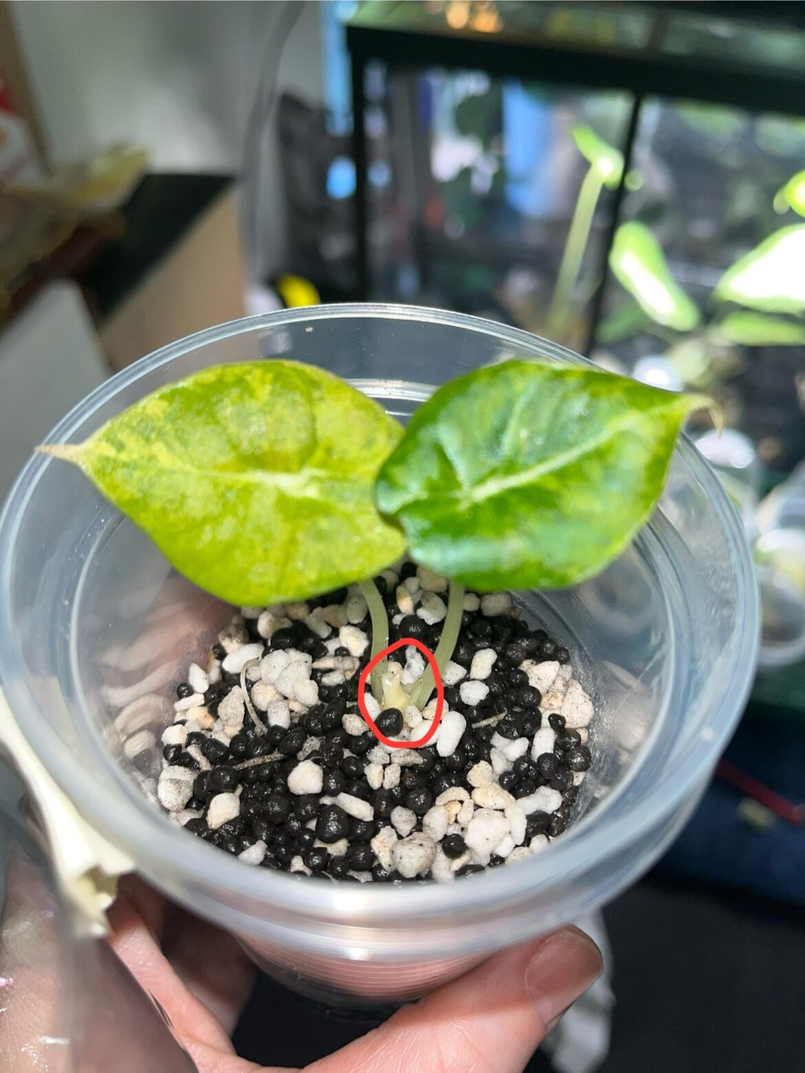 New growth?