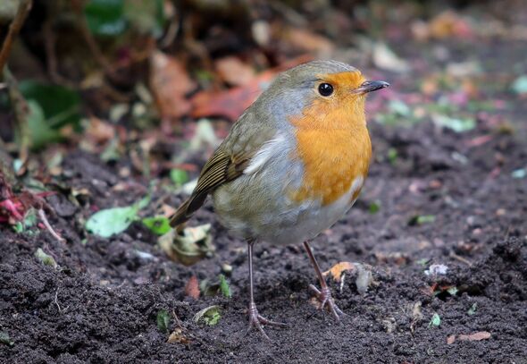 Robin bird. 