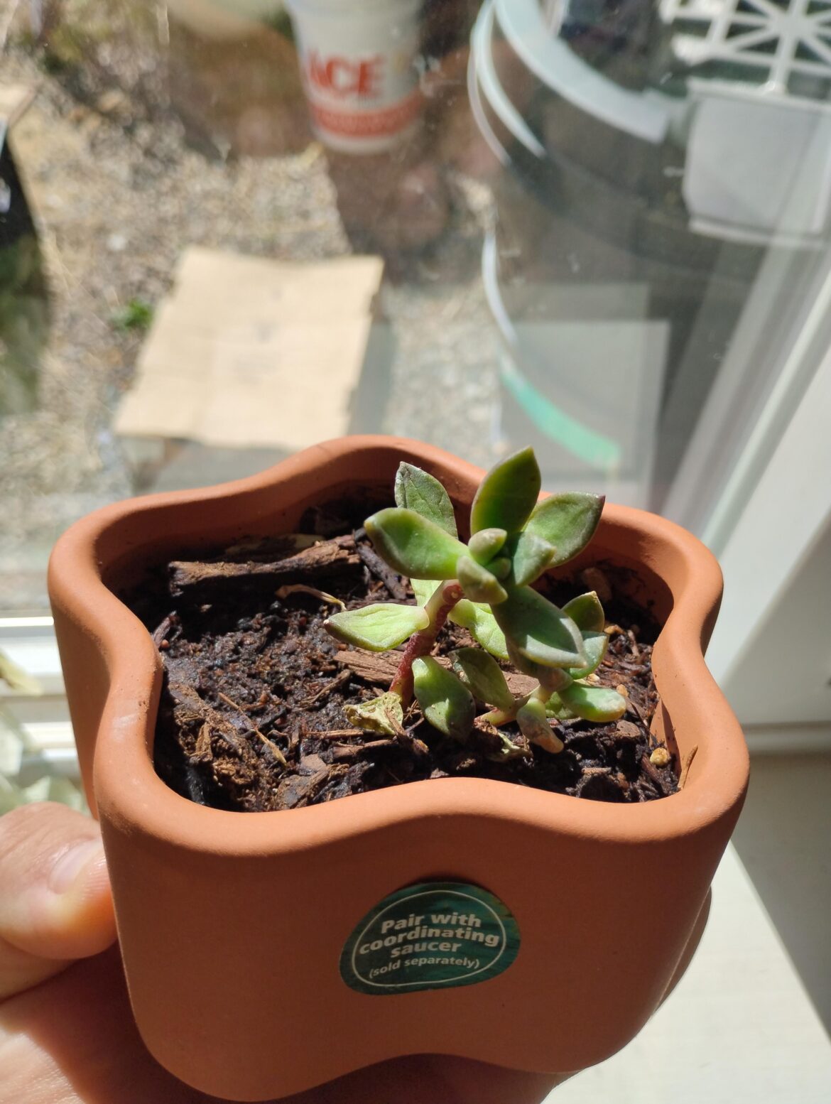 Helppp I need to find out what this plant is