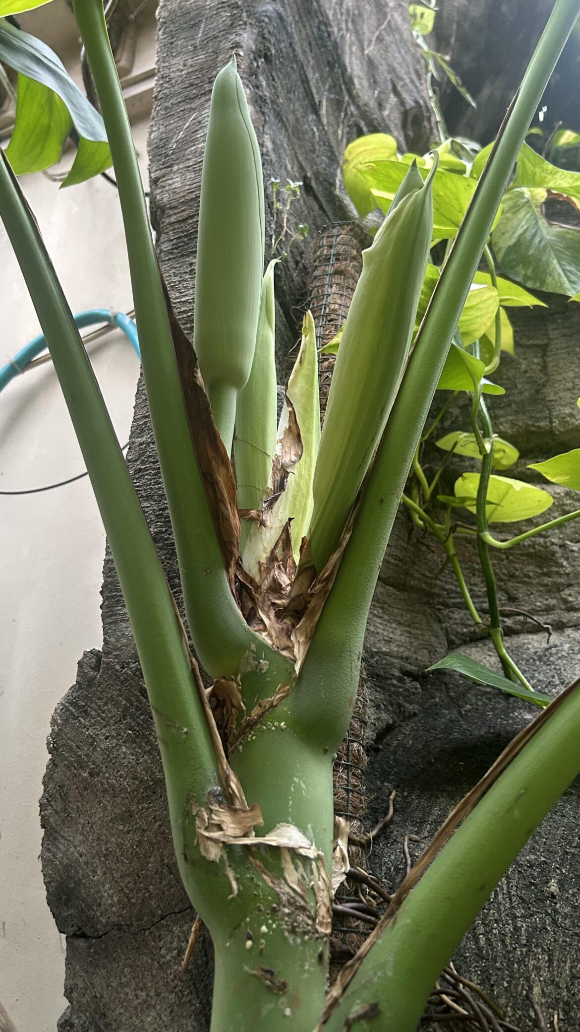 Monstera flowering