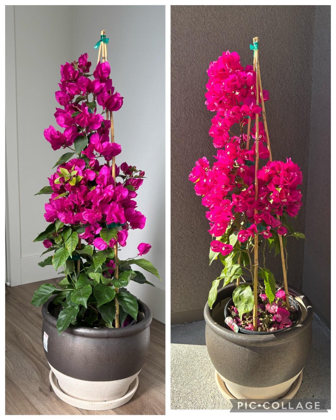 Bougainvillea dropping leaves