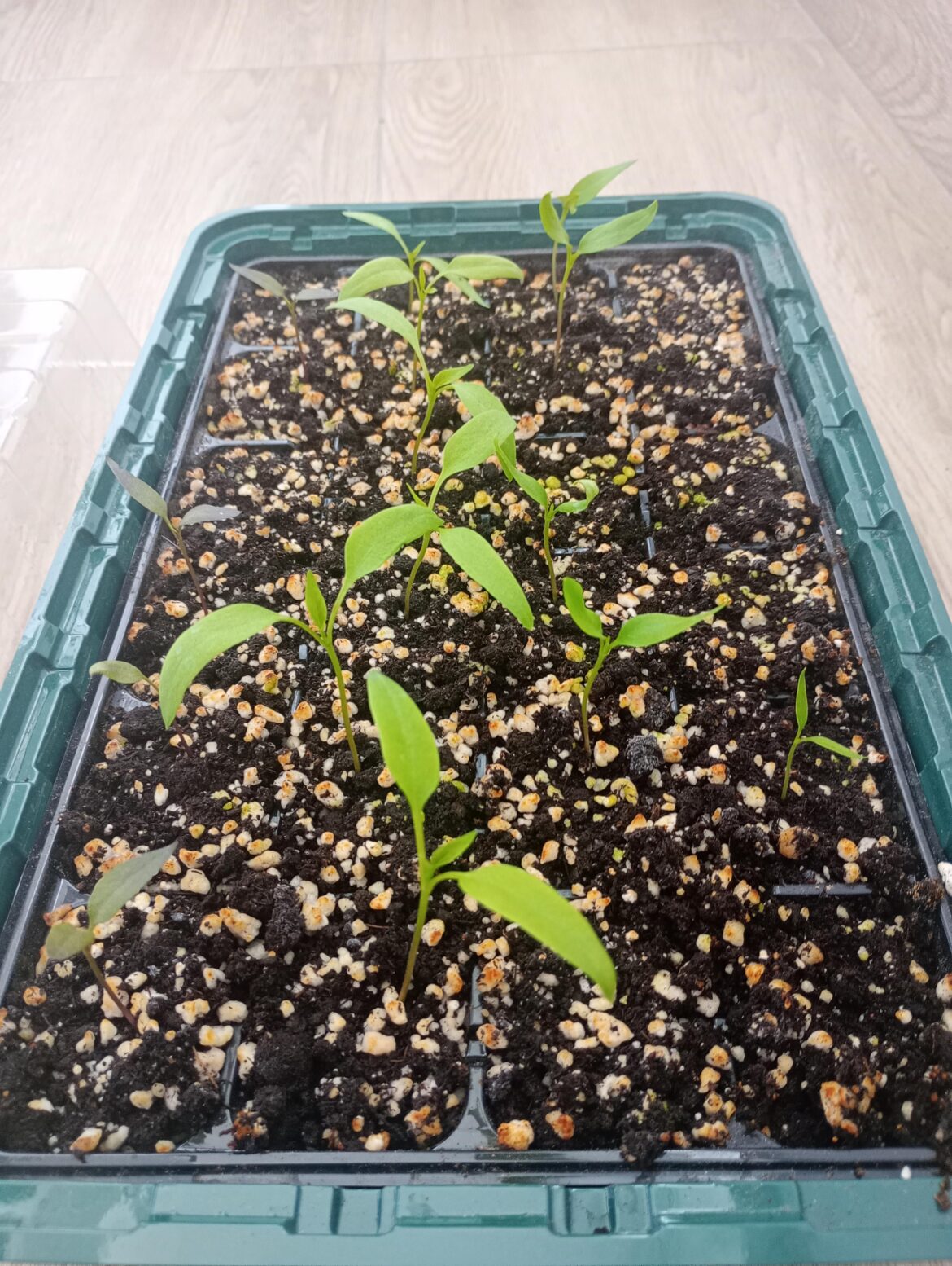 Leggy seedlings