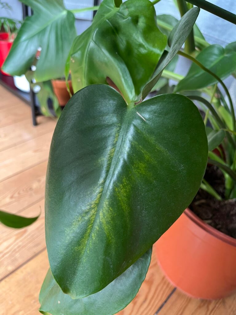 Is this sunburn?