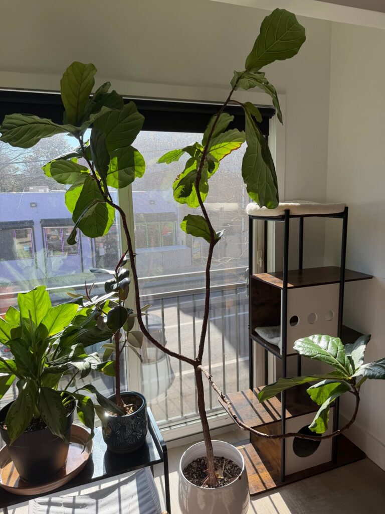 Advice for Pruning!