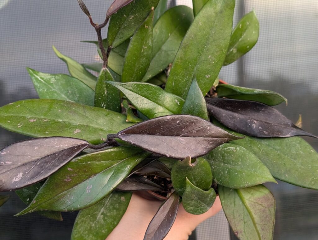 Just some happy hoya pictures.