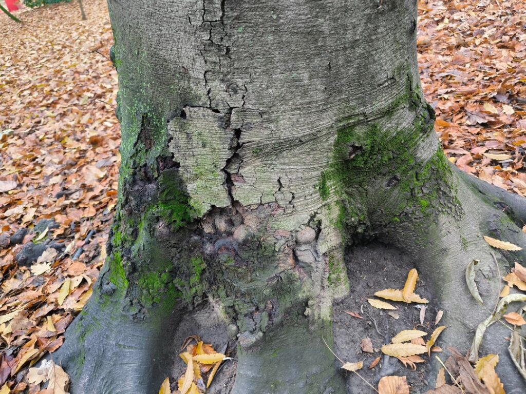 Does anyone have an idea whats going on with the bark of this tree?
