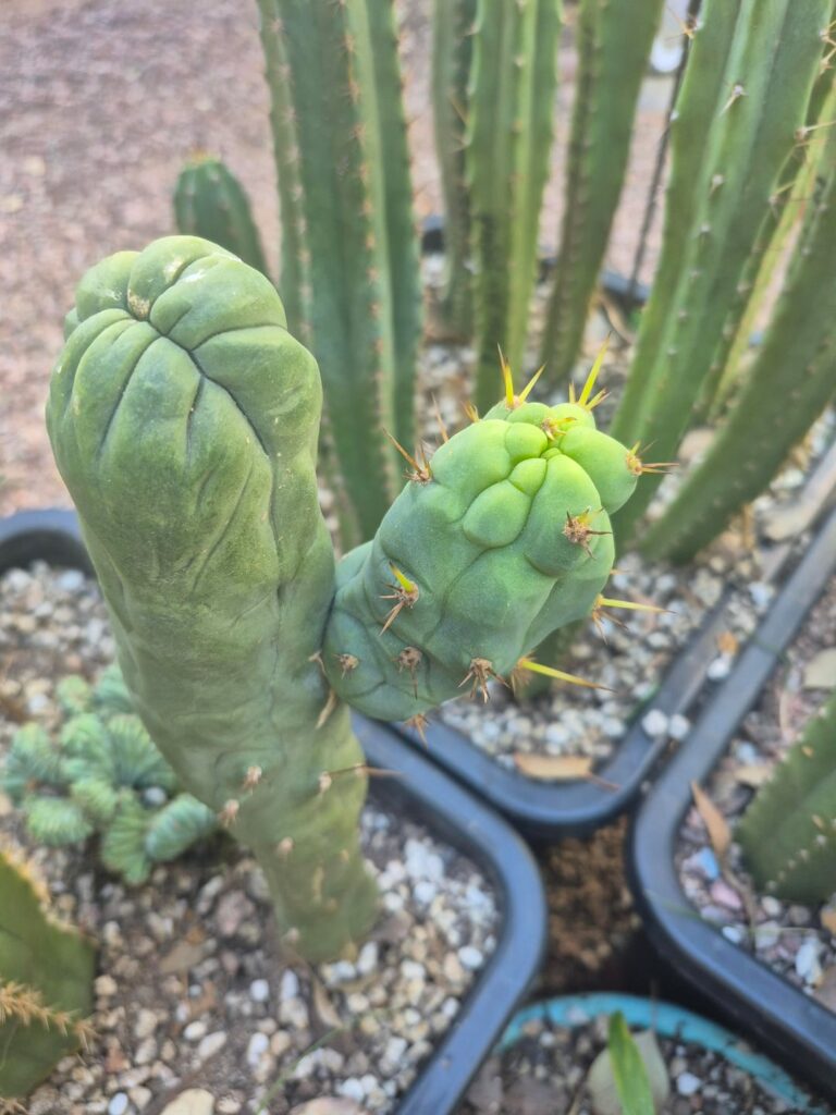 BD and some weird chala x tpm and TBM-A with a thick thorn