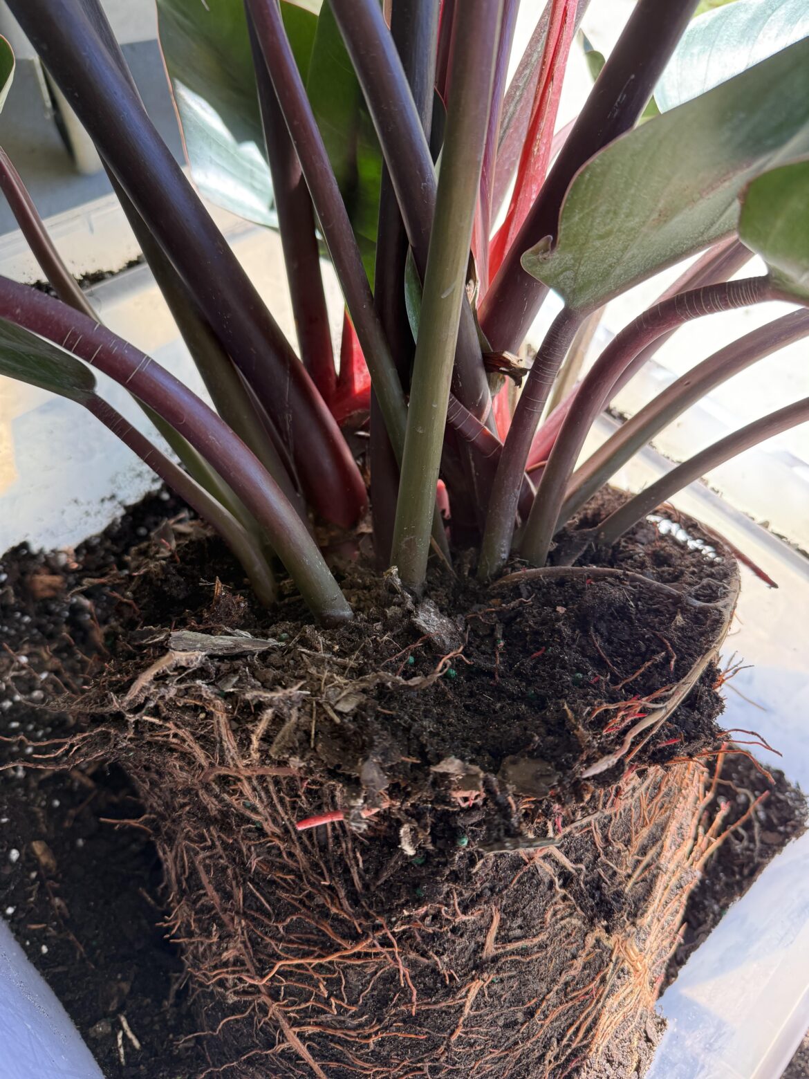 Philodendron roho congo. How many plants are in here? One, or more? Monstera from the same nursery had 5+ plants in one pot.