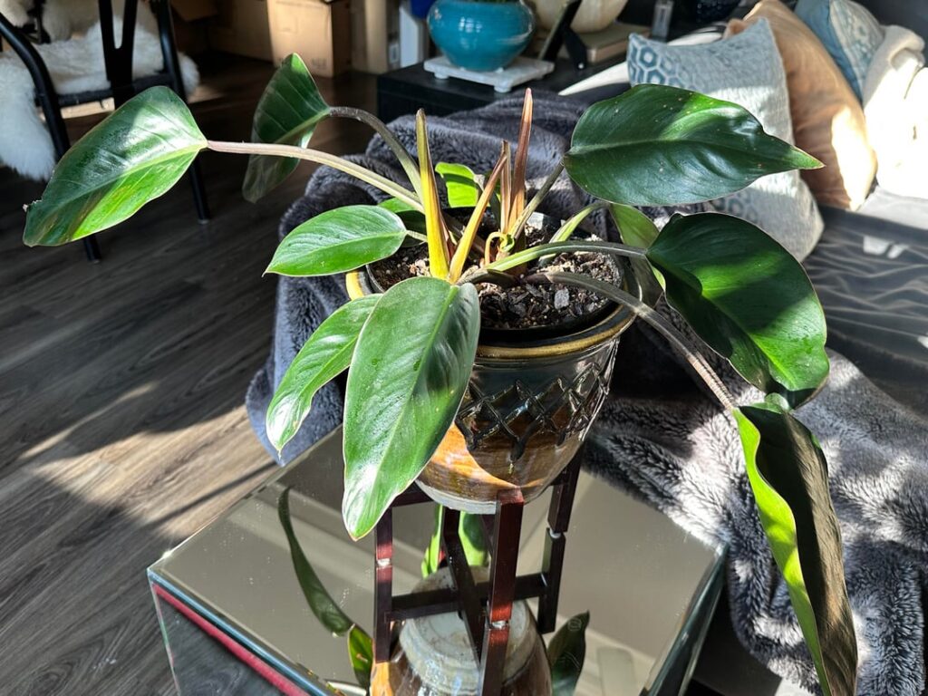 Imperial Red - is this a bloom?