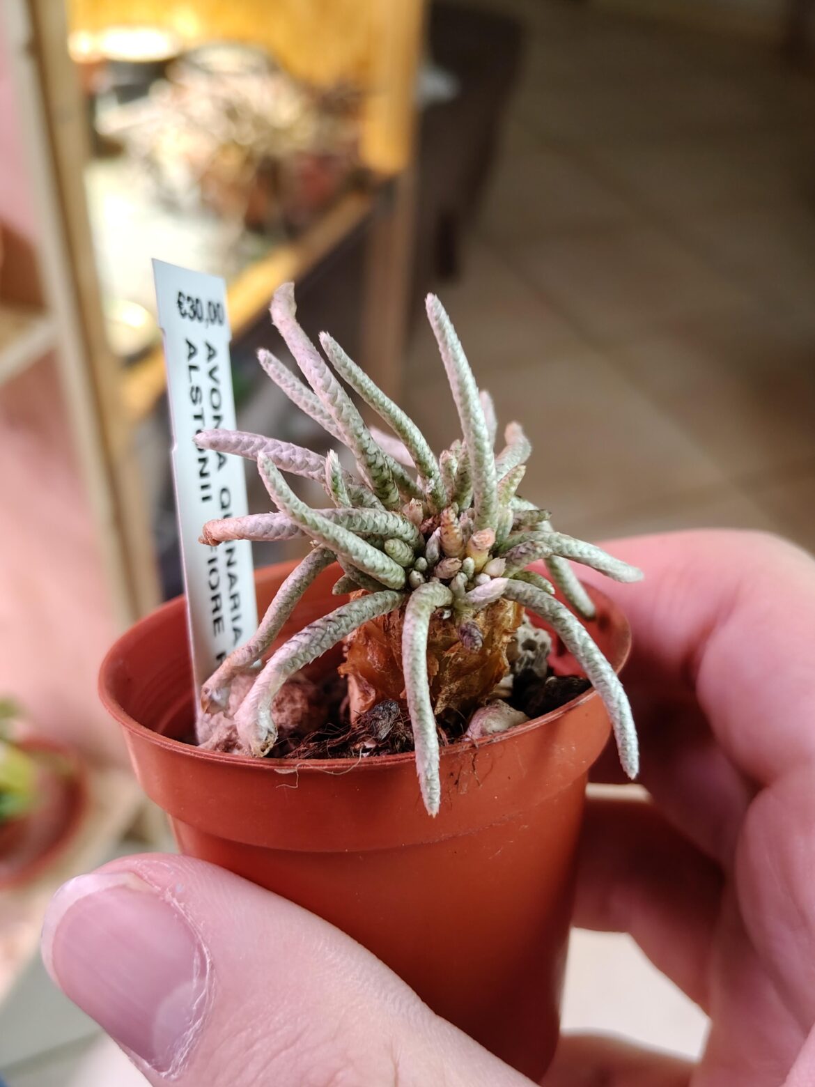I got an Avonia!